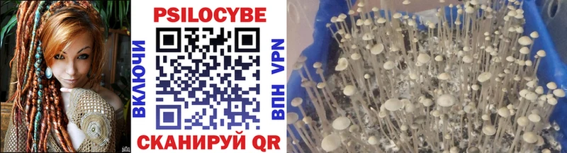Псилоцибиновые грибы Cubensis  Купить  Нерехта 